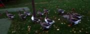 2013_10_27_001_rando_maisons_laffitte