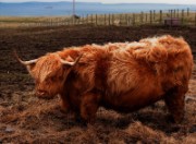 2006_04_15_021_ecosse