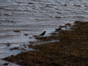 2006_04_16_018_ecosse_orcades_huitriers_pies