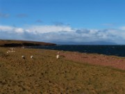 2006_04_17_020_ecosse_orcades