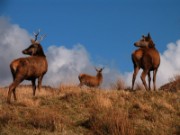 2006_04_18_020_ecosse_vers_ullapool_biche_cerfs