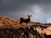 2006_04_18_022_ecosse_vers_ullapool_cerf