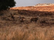 2006_04_18_034_ecosse_vers_contin_biche_cerfs