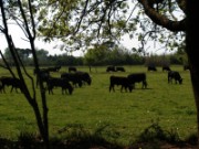 2007_04_17_010_provence_camargue_taureaux