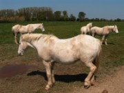 2007_04_17_011_provence_camargue_chevaux