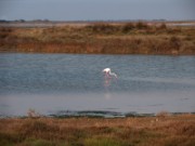 2007_04_17_014_provence_camargue_flamant
