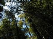 2007_04_19_005_anduze_bambouseraie