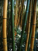 2007_04_19_006_anduze_bambouseraie