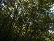 2007_04_19_010_anduze_bambouseraie