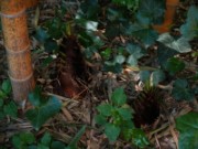 2007_04_19_013_anduze_bambouseraie