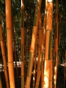 2007_04_19_018_anduze_bambouseraie