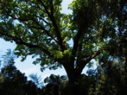 2007_04_19_019_anduze_bambouseraie