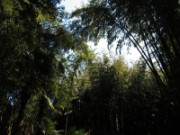 2007_04_19_021_anduze_bambouseraie