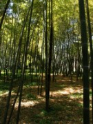 2007_04_19_026_anduze_bambouseraie