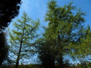 2007_04_19_030_anduze_bambouseraie