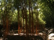 2007_04_19_039_anduze_bambouseraie