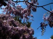 2007_04_19_043_anduze_bambouseraie