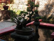 2007_04_19_051_anduze_bambouseraie