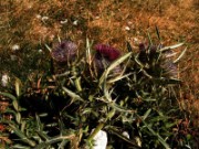 2007_08_14_016_espagne