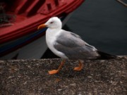 2007_08_20_004_espagne_vilagarcia_de_arousa