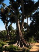 2008_02_29_123_andalousie_seville
