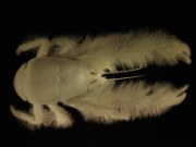 2008_05_02_006_mnhn_expo_abysses