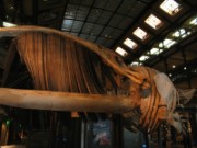 2008_05_02_009_mnhn_expo_abysses