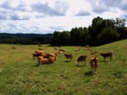 2008_08_20_023_vac_puy_aix