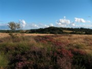 2008_08_22_030_vac_puy_aix_la_roche_l_abeille