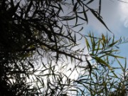 2008_10_28_097_jordanie_petra