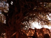 2008_10_28_121_jordanie_petra_pistachier