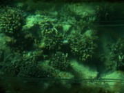 2008_10_30_077_jordanie_aqaba