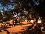 2008_11_02_035_egypte_eyoun_moussa