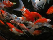 2008_11_04_008_egypte_route_vers_alexandrie