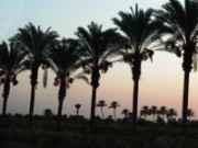 2008_11_04_087_egypte_retour_au_caire