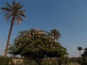 2008_11_05_001_egypte_le_caire_jardin_de_l_hotel