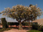 2008_11_05_002_egypte_le_caire_jardin_de_l_hotel