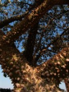 2008_11_05_003_egypte_le_caire_jardin_de_l_hotel