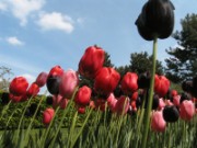 2009_05_10_009_amsterdam_keukenhof