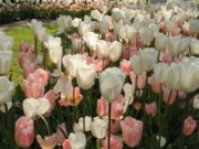 2009_05_10_012_amsterdam_keukenhof