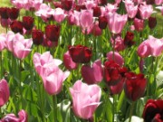 2009_05_10_013_amsterdam_keukenhof