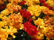 2009_05_10_015_amsterdam_keukenhof