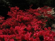 2009_05_10_017_amsterdam_keukenhof