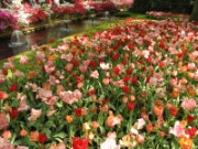 2009_05_10_018_amsterdam_keukenhof
