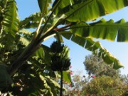 2009_11_26_036_maroc_marrakech_palais_bahia