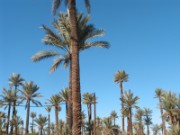 2009_12_01_007_maroc_marrakech_palmeraie