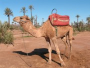 2009_12_01_011_maroc_marrakech_palmeraie