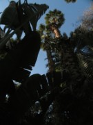 2009_12_02_012_maroc_marrakech_jardin_majorelle