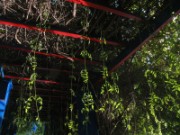 2009_12_02_017_maroc_marrakech_jardin_majorelle