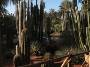 2009_12_02_028_maroc_marrakech_jardin_majorelle